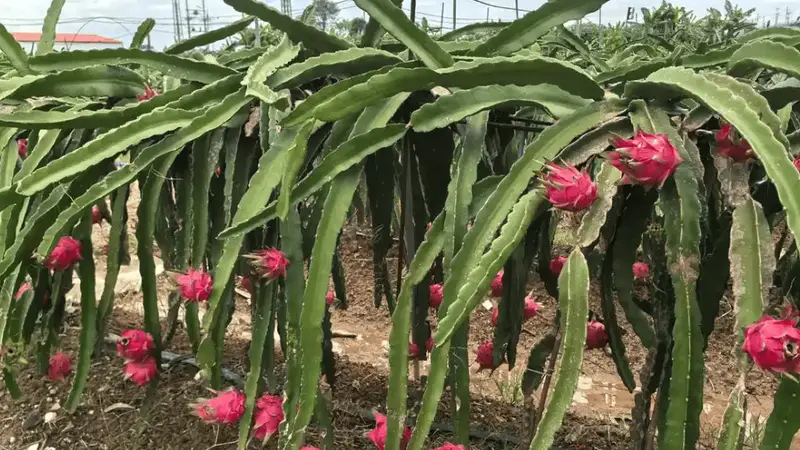 小资源撬动大流量：厦门微度假的底层逻辑与可复制路径