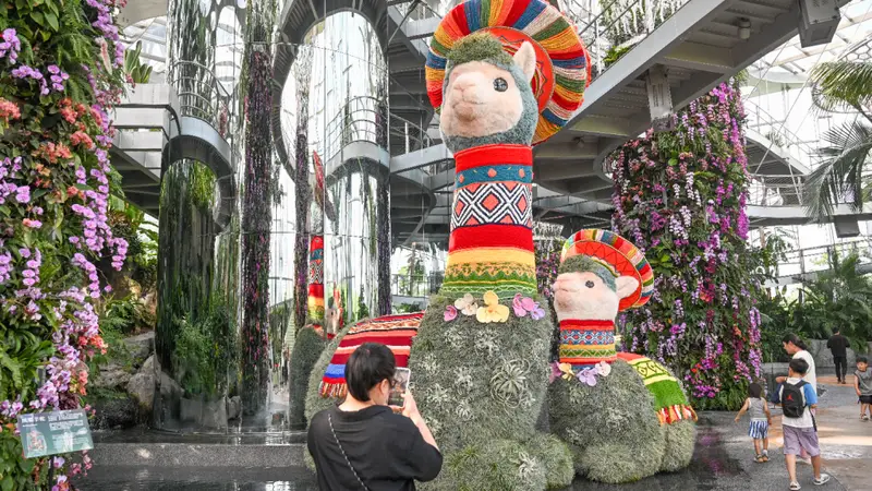 魔都眼|世界树之境美洲植物展:印加“神兽”羊驼等你打卡
