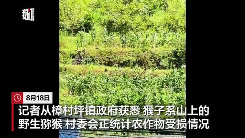 湖北宜昌猴群组团下山“打劫”玉米地,当地:正统计受损情况,若买保险可获赔