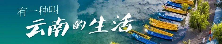 限定快乐！这个暑期，在云南当一回“捡菌人”丨有一种叫云南的生活之365天