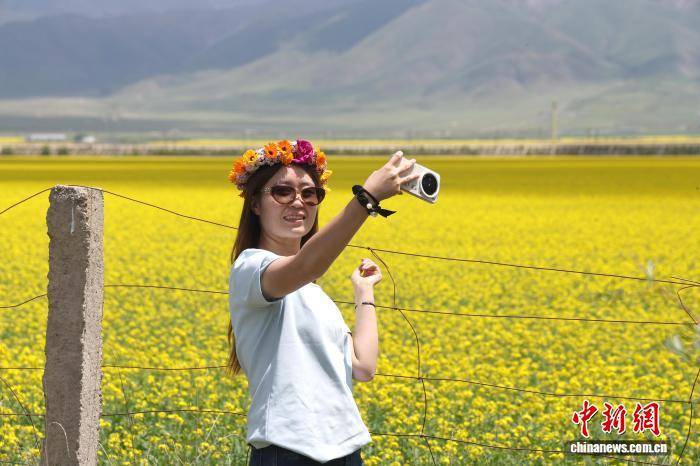 青海门源数十万亩油菜花次第盛放：壮阔金色花海