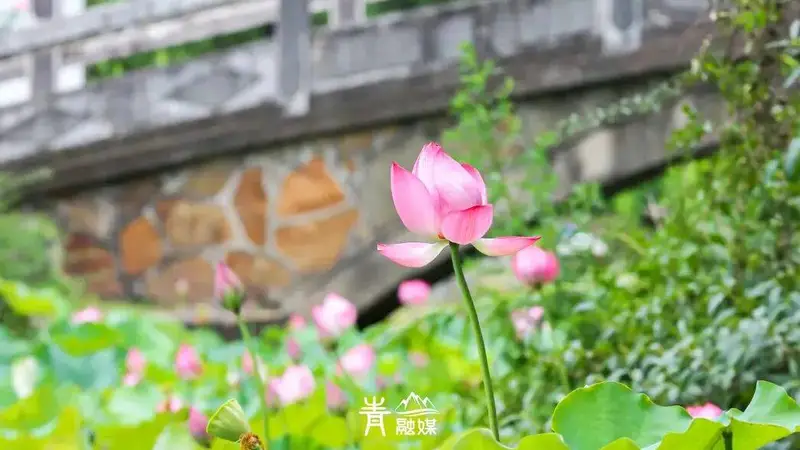 青山夏日顶流赏荷线，7座公园一次逛个够