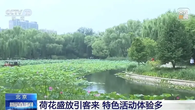 北京各大公园盛夏启幕赏荷季 荷花盛放引市民游客沉浸式品荷趣