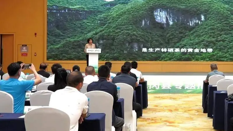 重庆李旭霞一纸“手绘图”的十年凤冈茶钟情