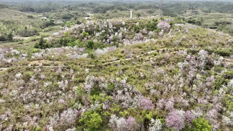 又添赏花好去处！南宁这个地方藏了一片花海
