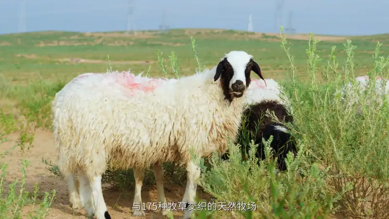 同样是羊肉,为何滩羊能碾压全网?终于懂了滩羊出圈的真正原因
