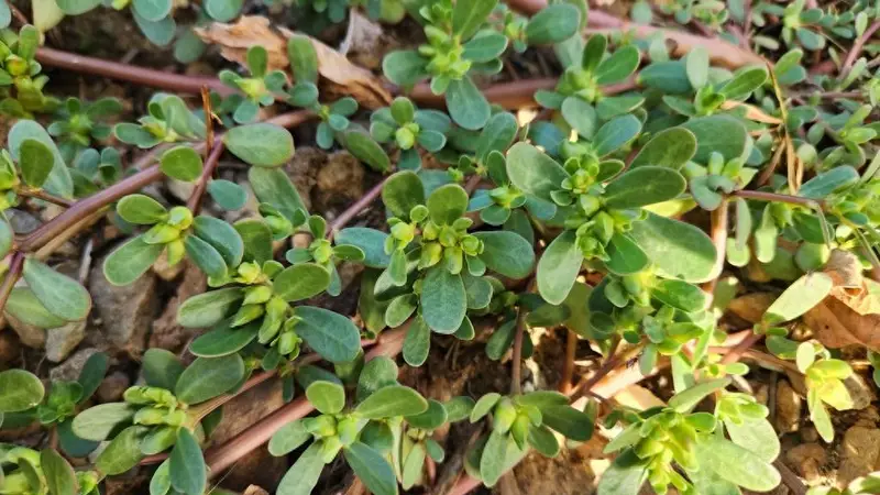 夏天总觉得又困又黏？这盘凉拌菜，清热除湿正当时