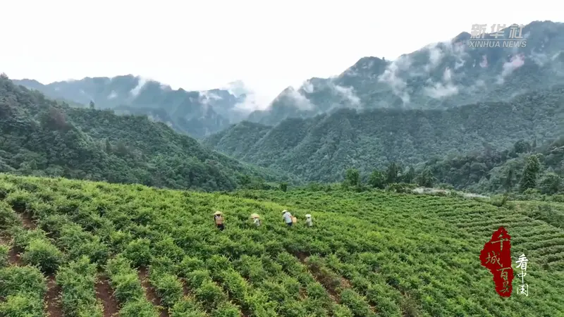 千城百县看中国｜湖南张家界：一叶莓茶带富一方人