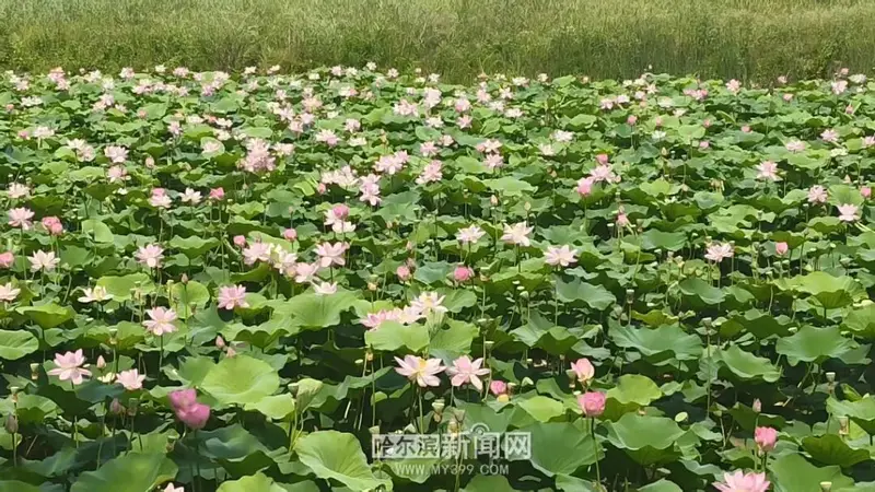 冰城赏荷正当时 最佳时段上午精选点位攻略
