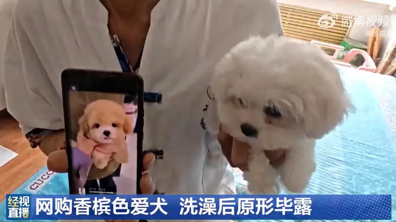 男子花1400元网购香槟色小狗洗澡后变纯白，当事人：商家特意叮嘱“七天不洗澡”，发现问题后商家已失联跑路
