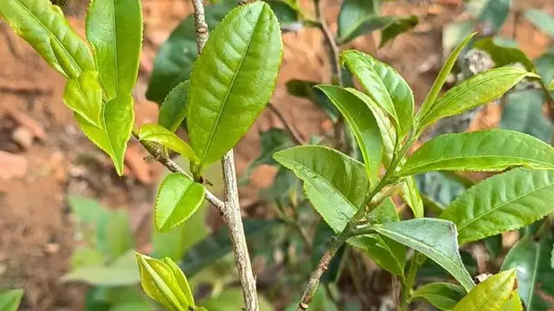 探访普洱南糯山 探秘千年茶王树所在古茶山