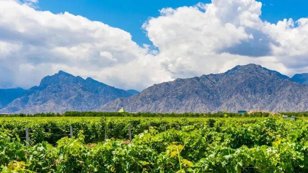 微醺经济丨别再只逛夜市！宁夏超有料的微醺路线，本地人都知道~