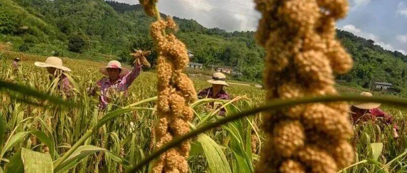 一碗小米粥里的气象风味