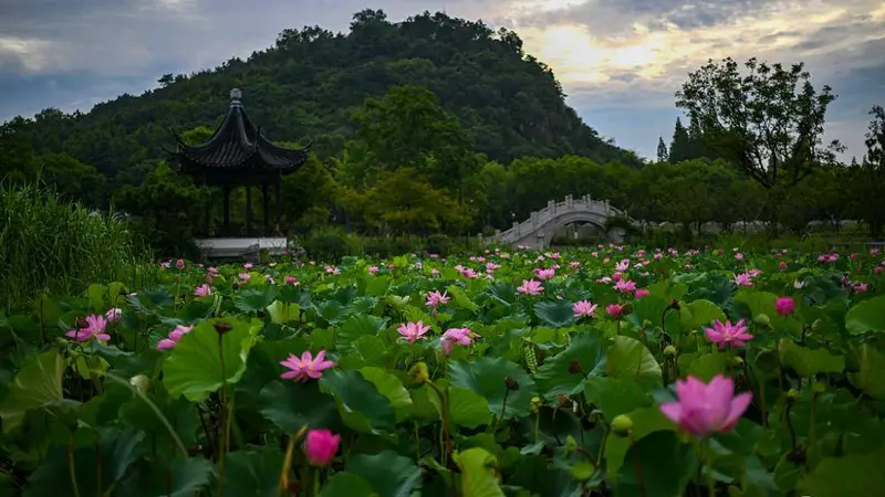 昆山亭林园荷花盛景：最佳观赏期已至，香飘四溢醉游人
