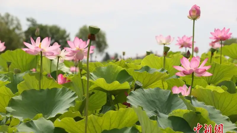 荷韵十载引客来,鸣翠湖荷花节点燃夏日文旅热潮