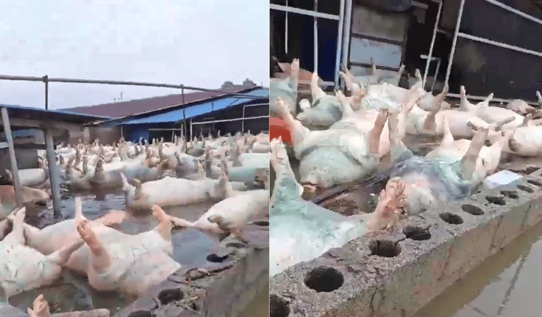 广西宾阳一养猪场被淹，大量死猪漂浮水面，当地回应：情况属实，死亡生猪约有几千头，正在组织力量进行处置