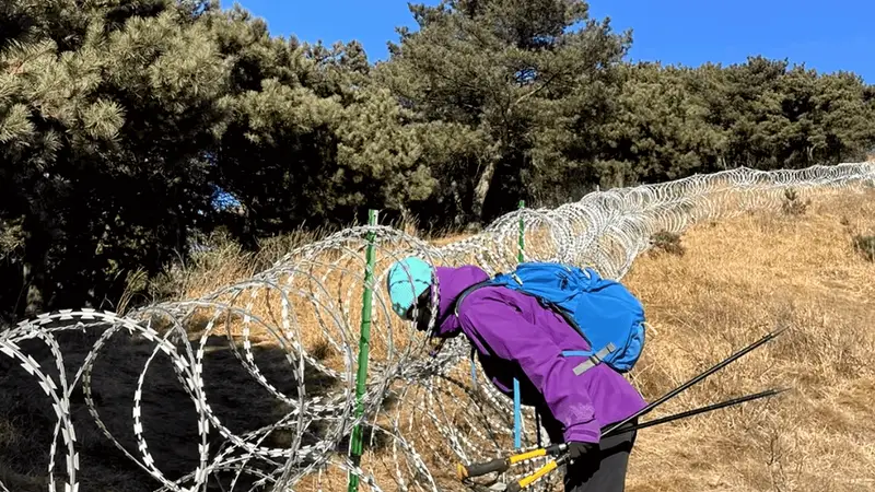 你敢相信吗？泰山围起了135公里的刀片刺绳隔离网，标准堪比边境线