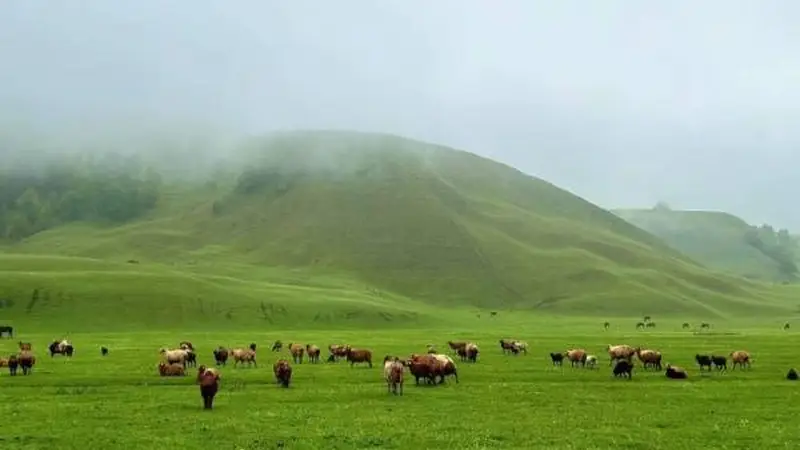 在伊犁河谷的夏日呼吸：一场走进天山深处的漫游记