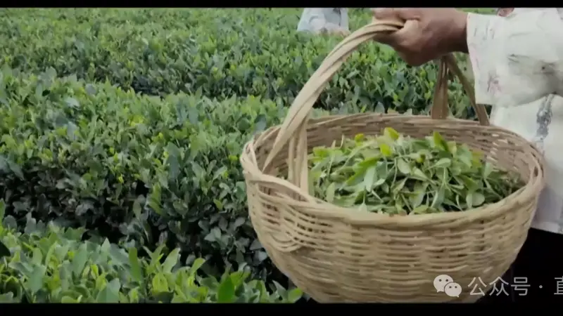 日照绿茶亮相香港新亚太电视台,山海匠心香飘香江
