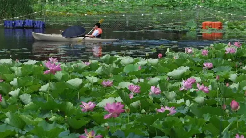 龙潭西湖荷花盛放,盛夏赏荷正当时