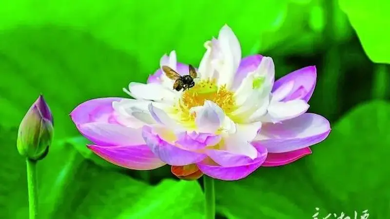 莲城好“趣”处丨夏日湘潭，“荷”其美！
