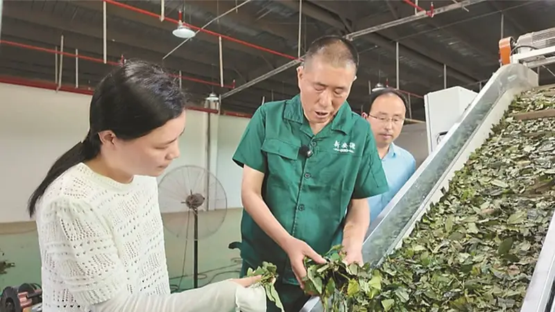 佛子岭镇抓精深加工 夏茶变抹茶年增收近二十万