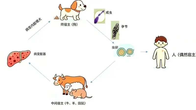 牧区游注意预防包虫病 这些事项要牢记