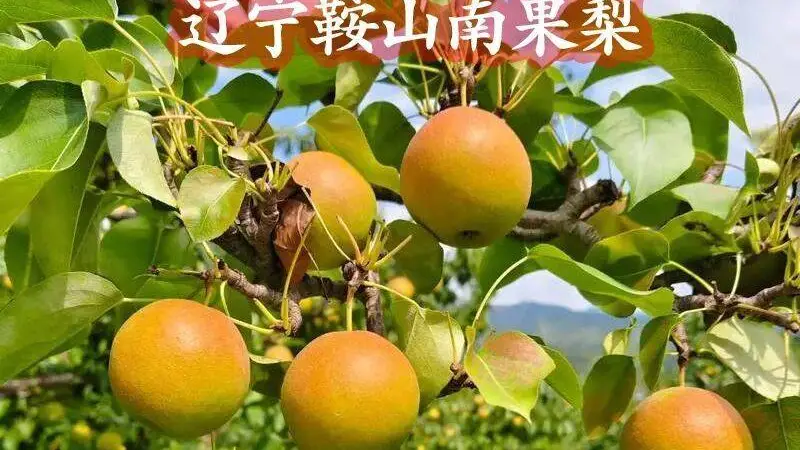 全国哪里的梨最好吃?这 10 种口碑名梨,不知道有没有你家乡的?