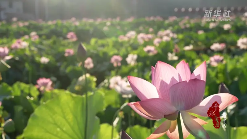 千城百县看中国丨福建：夏日赏荷正当时