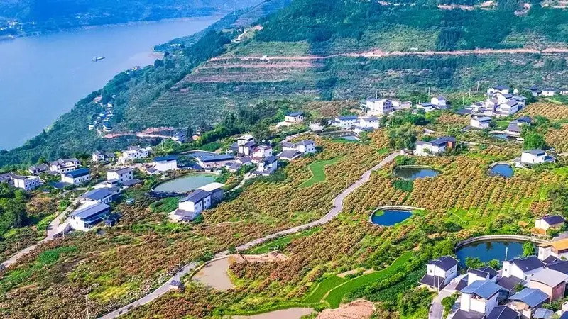巴阳村:非遗体验拾田园,枇杷之乡忘烦忧