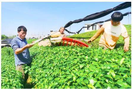 为传统茶产业延链补链 新茶饮激发黔茶新活力