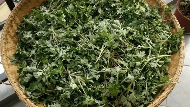 入夏后最该吃什么?这几种鲜嫩野菜别错过,清香可口风味佳!