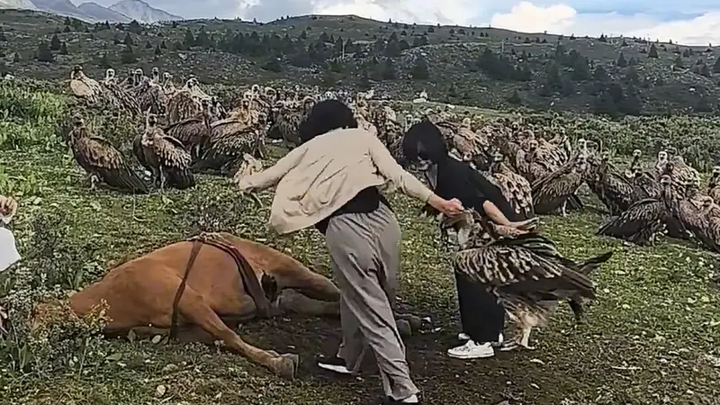 阻止高山兀鹫吃马尸？无知且危险