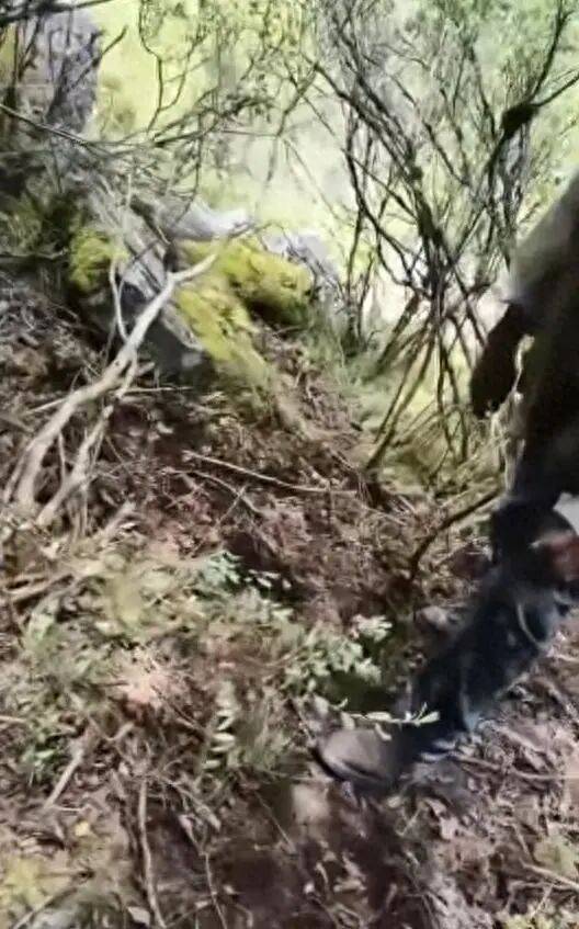 四川57岁男子独自进山捡菌子失踪，3天后找到时已身亡，现场发现熊窝熊粪；康定林草局：若核实为熊袭击致身亡将赔付