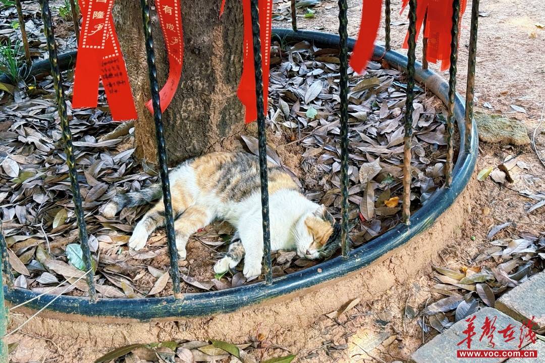 长沙新晋治愈打卡地！这份 “猫猫寺” 逛玩攻略请收好