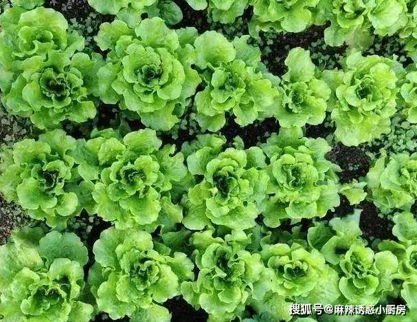 鱼头豆腐汤，营养又补钙！大厨教你最正宗的做法，保证汤鲜味美