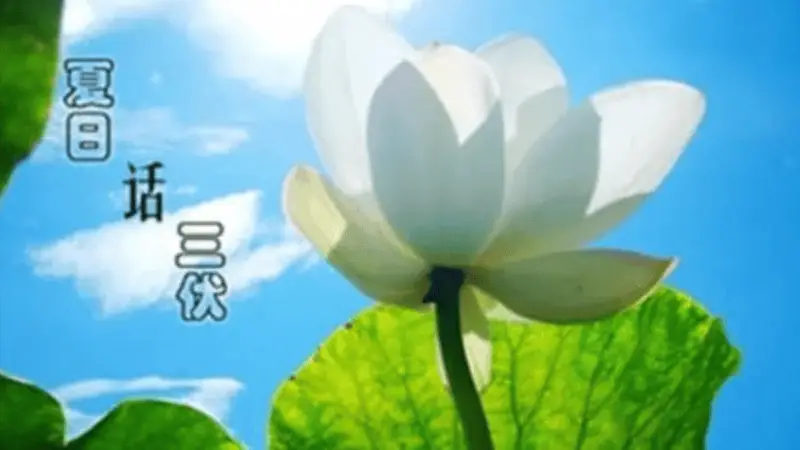 快入伏了,要多吃碱性菜!分享8道碱性凉拌菜做法,清热去燥安稳入伏!
