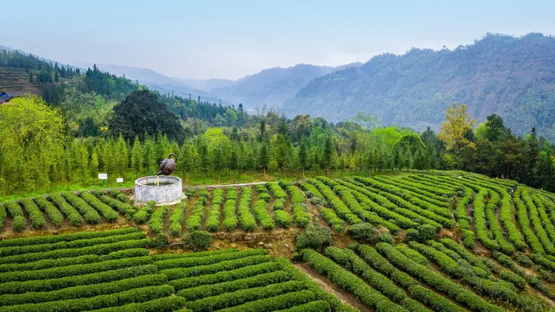 走进马边茶山,邂逅一抹茶香