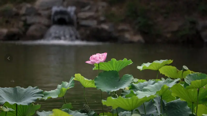 团河行宫荷花盛景：皇家园林新韵