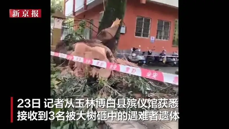 7月22日广西博白一公园大树倒伏砸伤路人 3名遇难者遗体已送殡仪馆