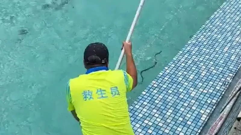 广东景区泳池现菜花蛇 工作人员称无毒已处理
