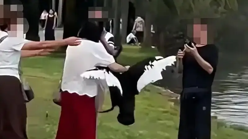 女子在云南弥勒湖边抓起黑天鹅脖子摆拍,现场无人劝阻,景区:安保人员赶到时涉事游客已离开,如天鹅受伤会报警;文旅局:相关情况正梳理