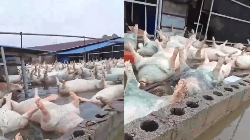 广西宾阳一养猪场被淹,当地回应:死亡生猪约有几千头