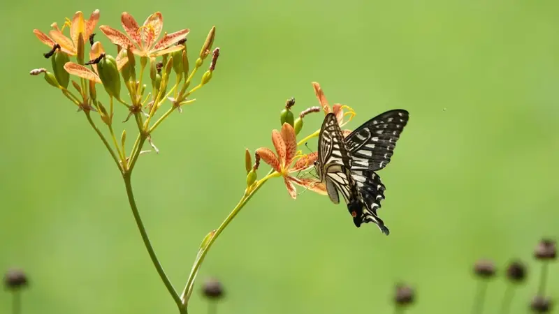 蝶恋花——凤蝶与射干花之恋