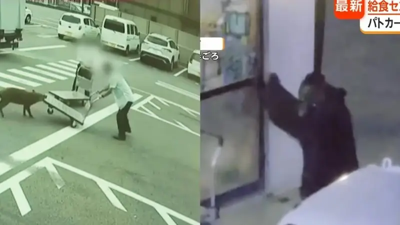 野猪街头打擂台，黑熊纵享“霸王餐”……日本迎来野生动物暑期“City Walk”潮？！