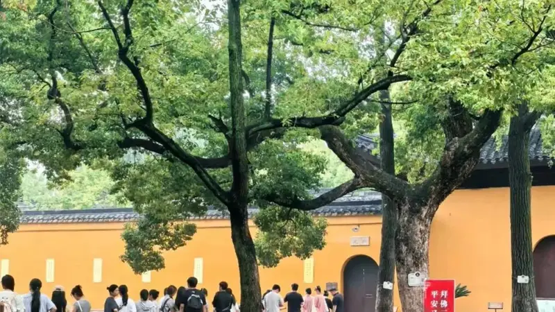 此刻姑苏｜古樟荫下静候开园