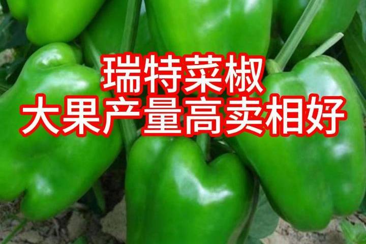 瑞特菜椒甜椒柿子椒种子