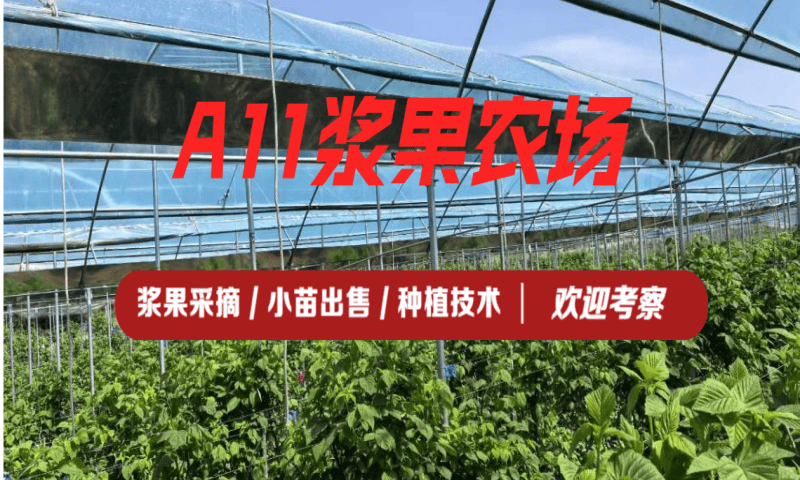 沈阳周末去哪玩 浆果采摘园选择参考