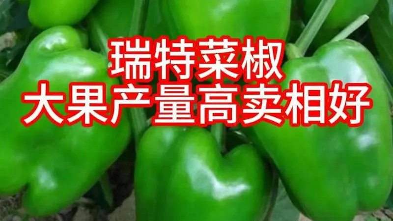 瑞特菜椒甜椒柿子椒种子