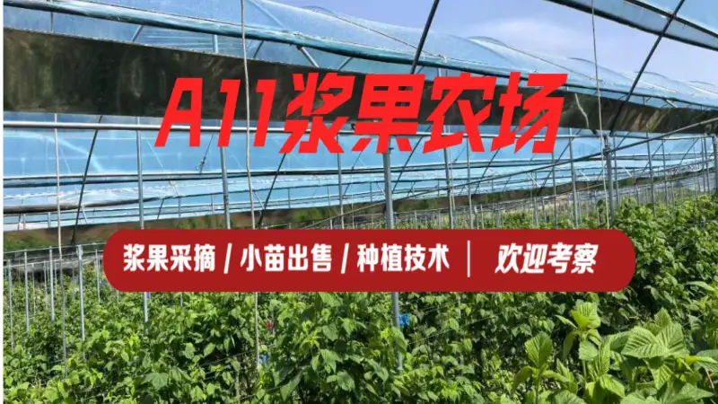 沈阳周末去哪玩 浆果采摘园选择参考